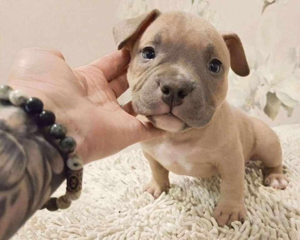 Собаки в Новосибирске: щенки американского булли Разнополые, Бесплатно - фото 7