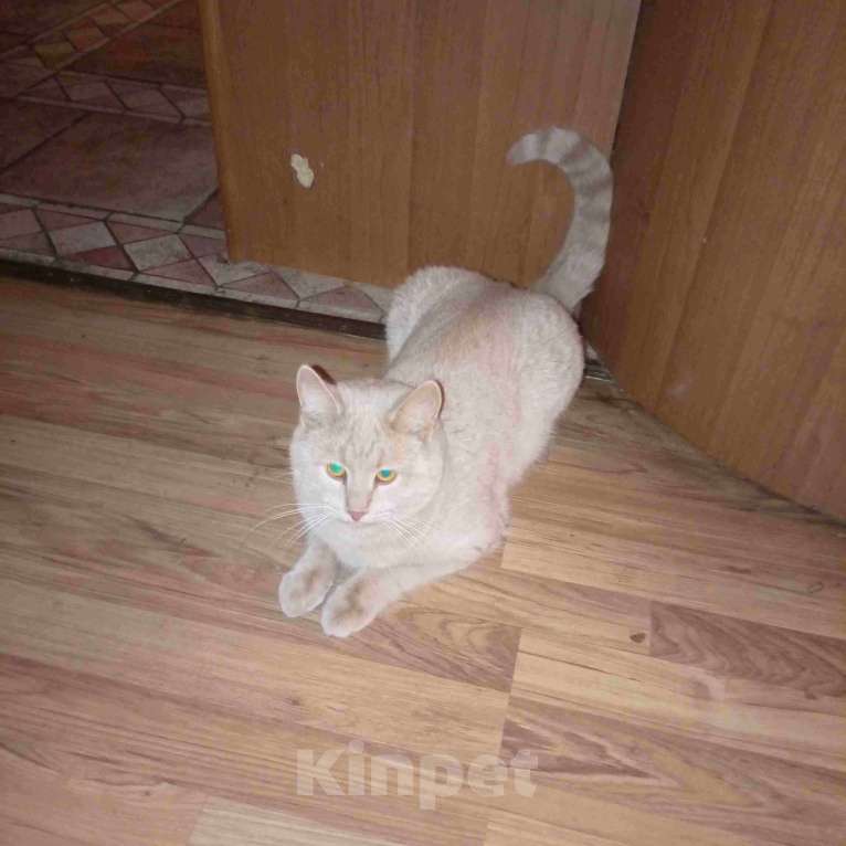 Кошки в Москве: Рыжий вежливый и тактичный кот Стив в добрые руки Мальчик, Бесплатно - фото 6