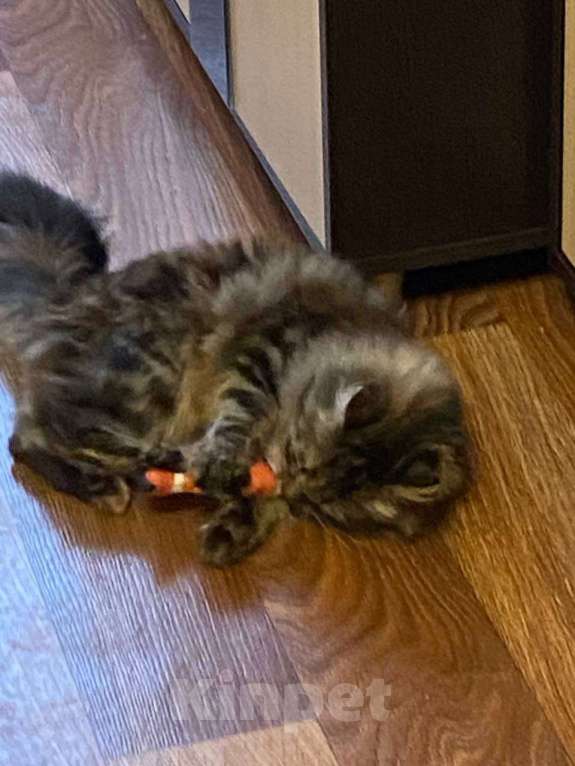 Кошки в Липецке: Пушистая Роза) Девочка, Бесплатно - фото 1