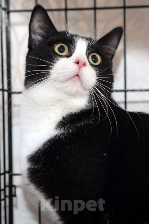 Кошки в Санкт-Петербурге: Степан Степашка Степочка трусишка Мальчик, Бесплатно - фото 1