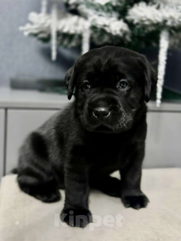 Собаки в Жуковском: Щенок лабрадора, РКФ Девочка, 65 000 руб. - фото 3