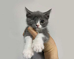 Кошки в Санкт-Петербурге: Они обездолены с рождения! Маленькие котята ищут дом Девочка, 10 руб. - фото 2