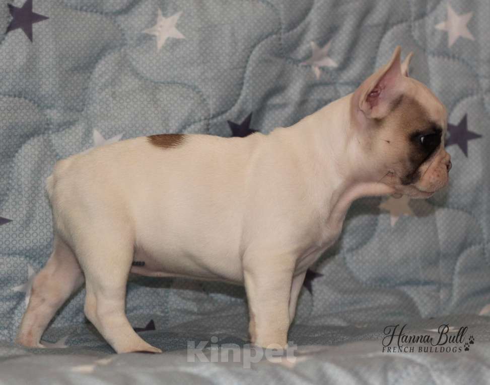 Собаки в Санкт-Петербурге: Белая девочка французский бульдог в палевой шапочке Девочка, 74 000 руб. - фото 8