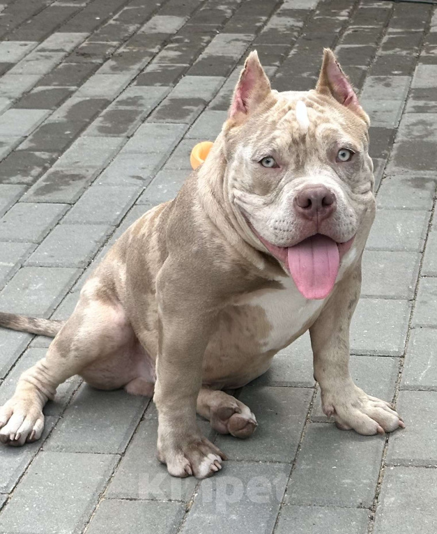 Собаки в других городах Московской области: Мальчик Американский булли Мальчик, 130 000 руб. - фото 3