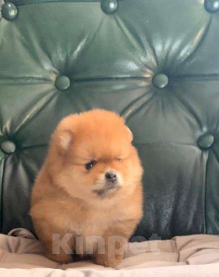 Собаки в Новосибирске: Шпицы Мальчик, 25 000 руб. - фото 2