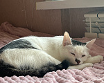 Кошки в Твери: Кота в добрые руки Мальчик, Бесплатно - фото 4