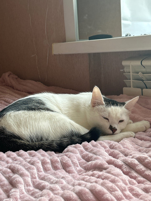 Кошки в Твери: Кота в добрые руки Мальчик, Бесплатно - фото 4