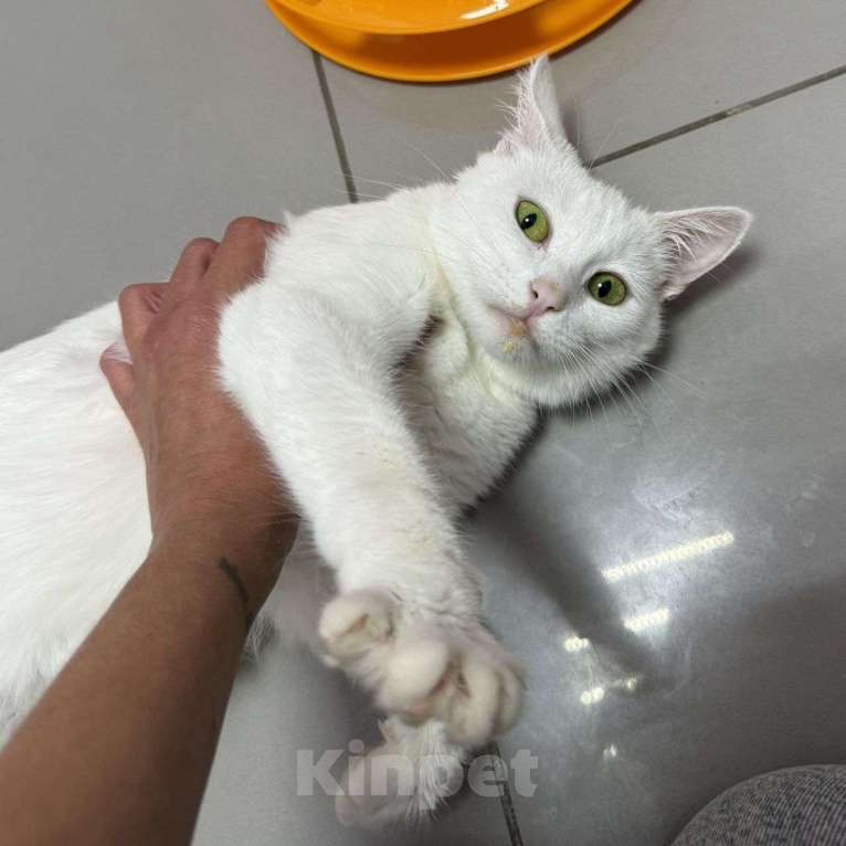 Кошки в Москве: Кошечка Белинда очень любит, когда ее гладят Девочка, Бесплатно - фото 3