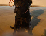 Собаки в Краснодаре: Вязка Кане-Корсо, 5 000 руб. - фото 2