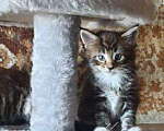 Кошки в Лянторе: Котенок мейнкун, 30 000 руб. - фото 4