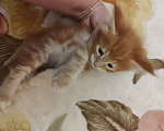 Кошки в Саратове: котята мейн-кун Мальчик, Бесплатно - фото 1