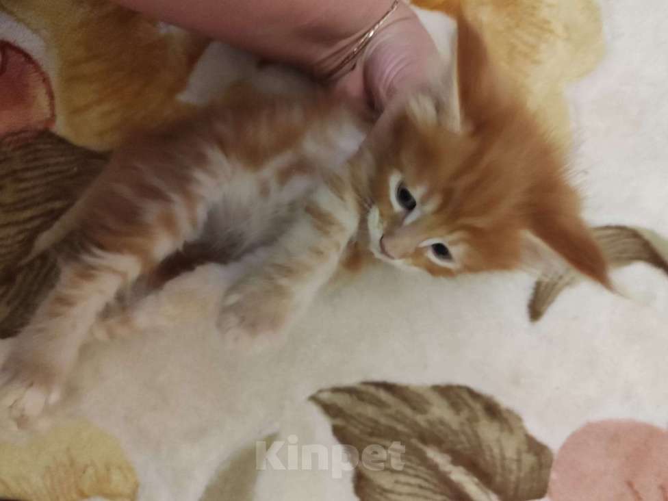 Кошки в Саратове: котята мейн-кун Мальчик, Бесплатно - фото 1