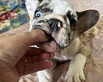 Собаки в Химках: Французский бульдог,щенки Девочка, 40 000 руб. - фото 2