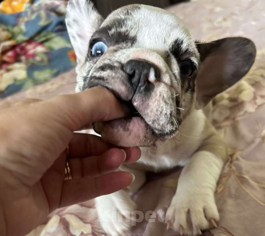 Собаки в Химках: Французский бульдог,щенки Девочка, 40 000 руб. - фото 2