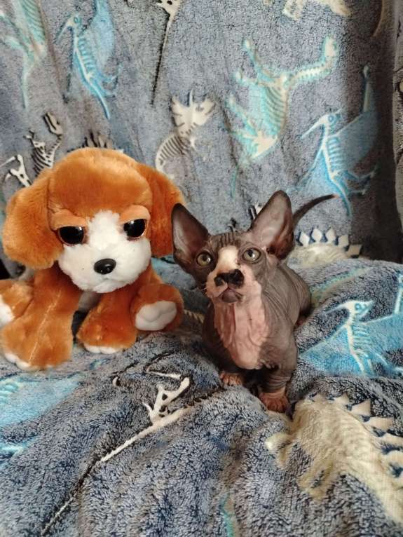 Кошки в Озерах: Продажа котят породы двельф Мальчик, 30 000 руб. - фото 6