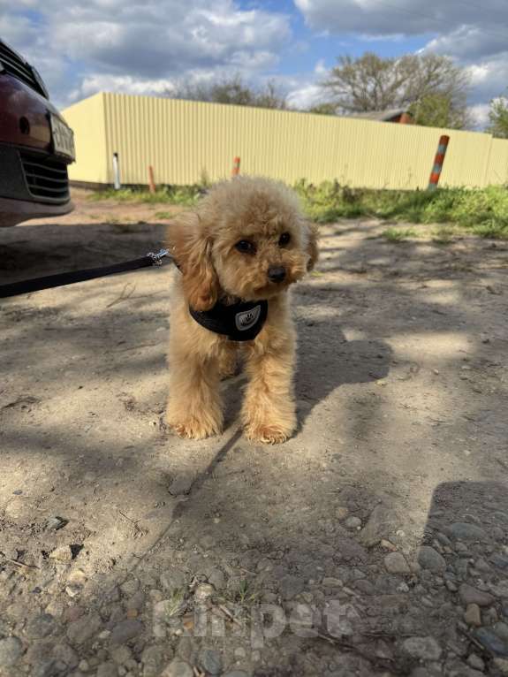 Собаки в Краснодаре: Той-пудель Мальчик, 100 000 руб. - фото 2
