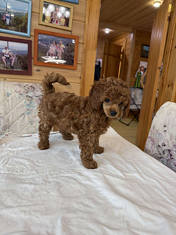 Девочка пудель