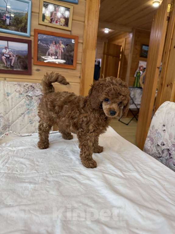 Собаки в Новосибирске: Девочка пудель Девочка, 168 000 руб. - фото 1