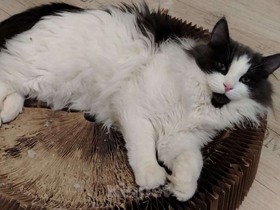 Кошки в Москве: Шикарный пушистый котик Мотя ищет дом! Мальчик, Бесплатно - фото 6