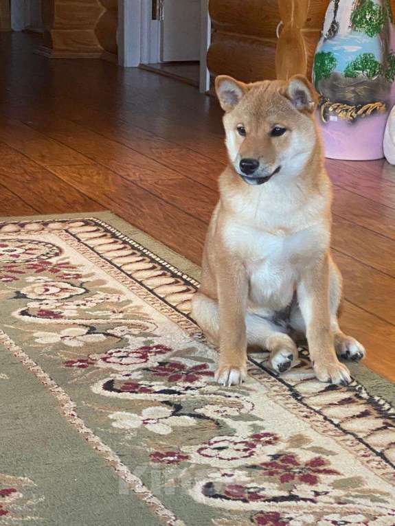 Собаки в Москве: Сиба ину девочка с документами РКФ Девочка, 70 000 руб. - фото 2