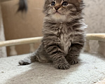 Кошки в Санкт-Петербурге: Сибирский котёнок Девочка, 50 000 руб. - фото 5