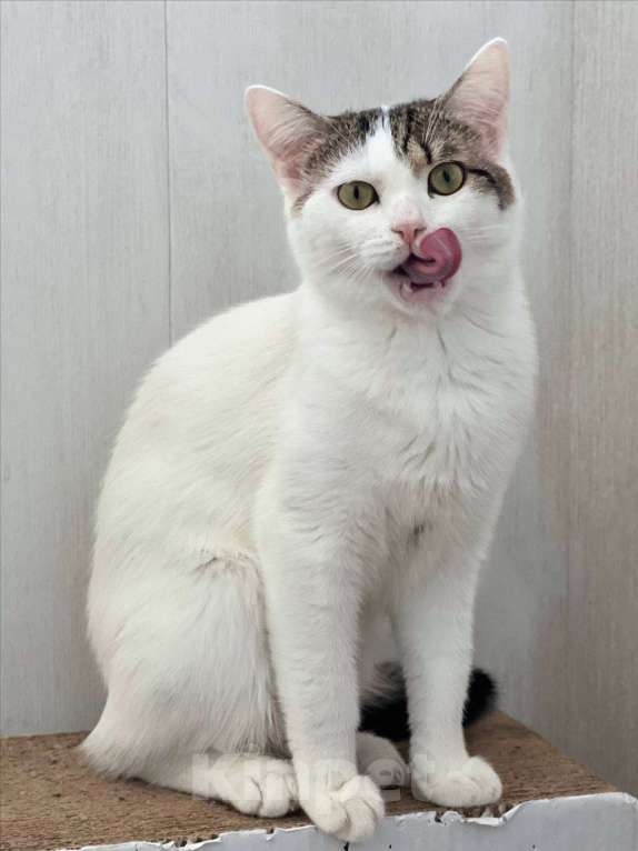 Кошки в Москве: Леон в добрые руки. Мальчик, Бесплатно - фото 3