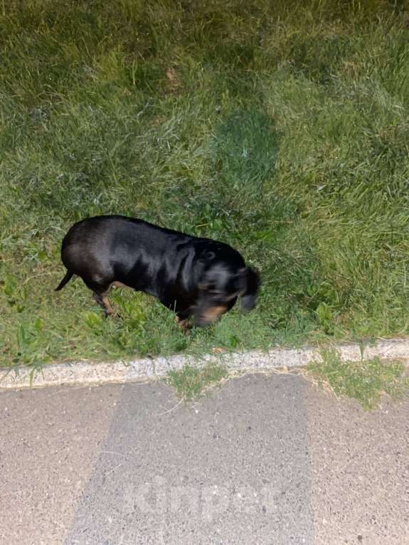 Собаки в Красноярске: Такса потерялась Мальчик, Бесплатно - фото 3