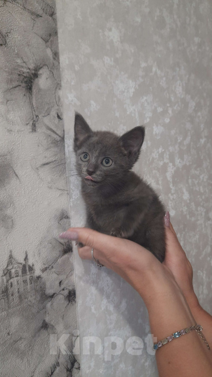 Кошки в Воронеже: Отдам котёнка в добрые руки Девочка, Бесплатно - фото 1