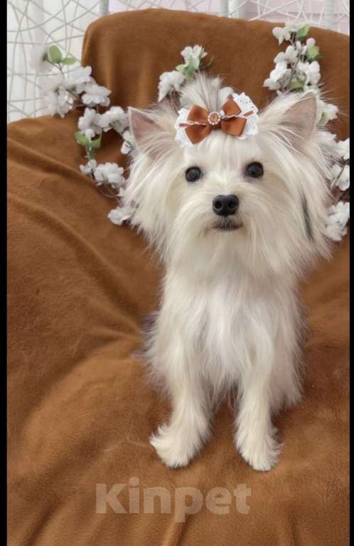 Собаки в Москве: Подрощенный йорк мини девочка рыжая Девочка, 80 000 руб. - фото 3