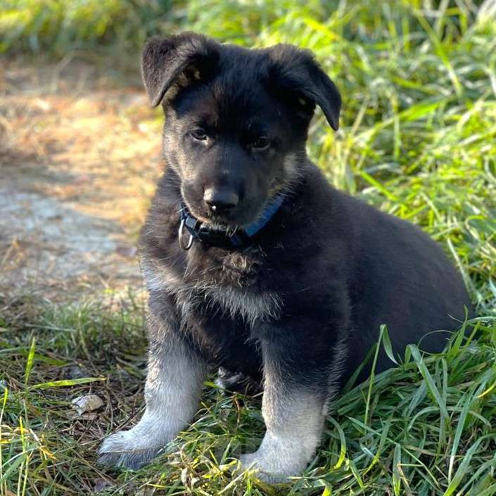 Собаки в других городах Ленинградской области: Кобель ВЕО от Гордость Питера Церри Бой х Гроза Мальчик, 45 000 руб. - фото 1
