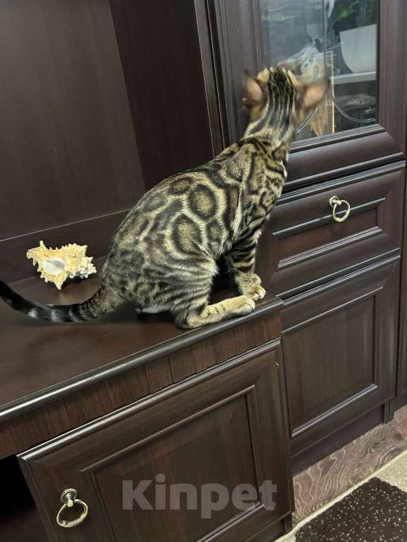 Кошки в Роднике: Бенгальский мальчик Мальчик, Бесплатно - фото 10