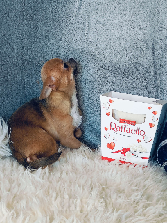 Собаки в Москве: Миниатюрная курносая красотка Девочка, 92 000 руб. - фото 5