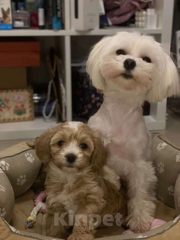 Собаки в Санкт-Петербурге: Мальтипу  Мальчик, 100 000 руб. - фото 5