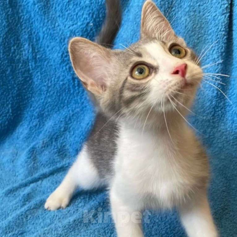 Кошки в Москве: Малыш Пельмень Мальчик, Бесплатно - фото 5