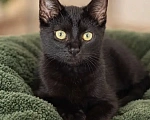 Кошки в Москве: Котенок Ник 4 месяца Мальчик, Бесплатно - фото 1