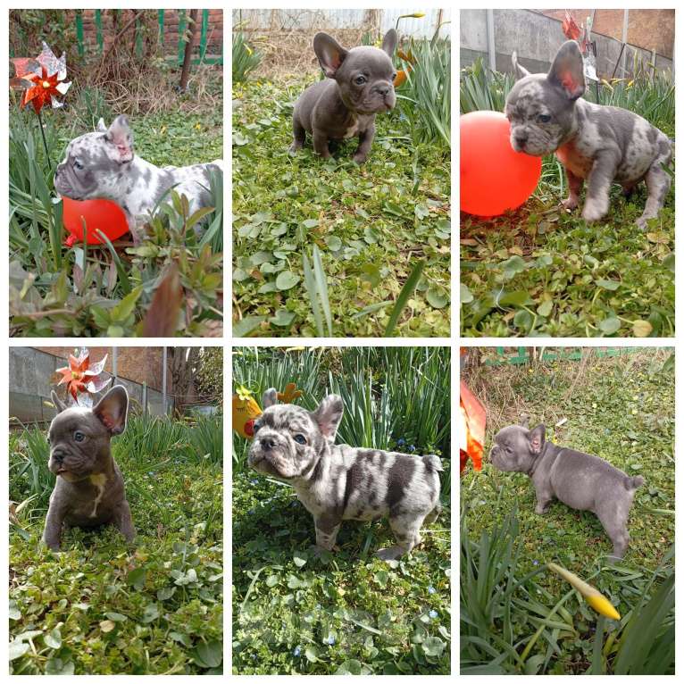 Собаки в Усть-Лабинске: Щенок Французский бульдог Продажа, бронь Разнополые, 70 000 руб. - фото 1