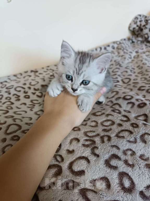 Кошки в Новосибирске: Котенок мальчик  Мальчик, 5 000 руб. - фото 2