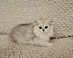 Кошки в Санкт-Петербурге: котята британские Девочка, 15 000 руб. - фото 1