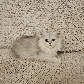 котята британские
