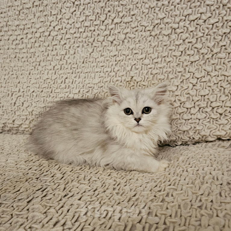 Кошки в Санкт-Петербурге: котята британские Девочка, 15 000 руб. - фото 1