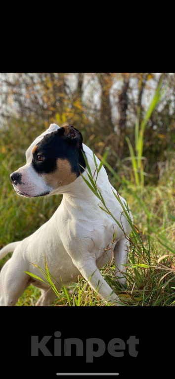 Собаки в других городах Московской области: ПРОПАЛА СОБАКА Девочка, 100 000 руб. - фото 3
