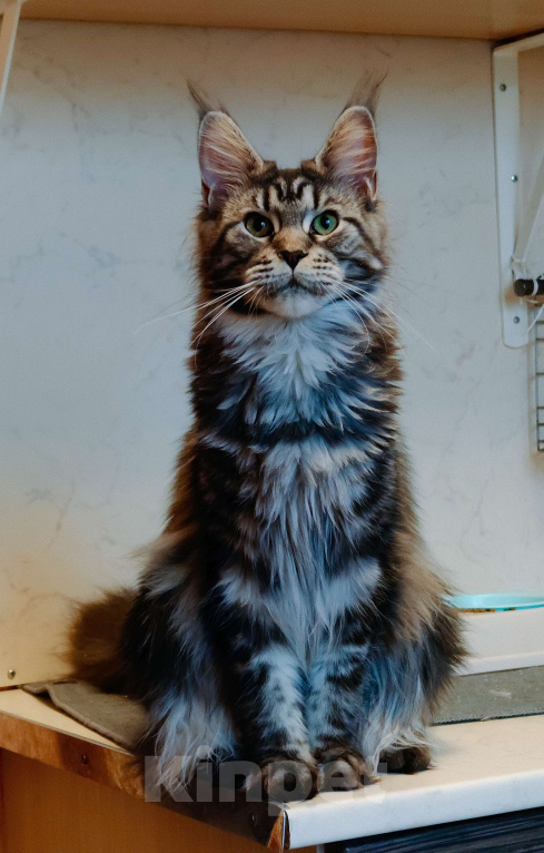 Кошки в Санкт-Петербурге: Девочка с длиннющим кисточками Девочка, 60 000 руб. - фото 1