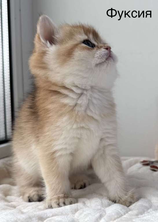 Кошки в Ковровом: Продаются котята Британской золотой шиншиллы с документами  Девочка, 50 000 руб. - фото 3