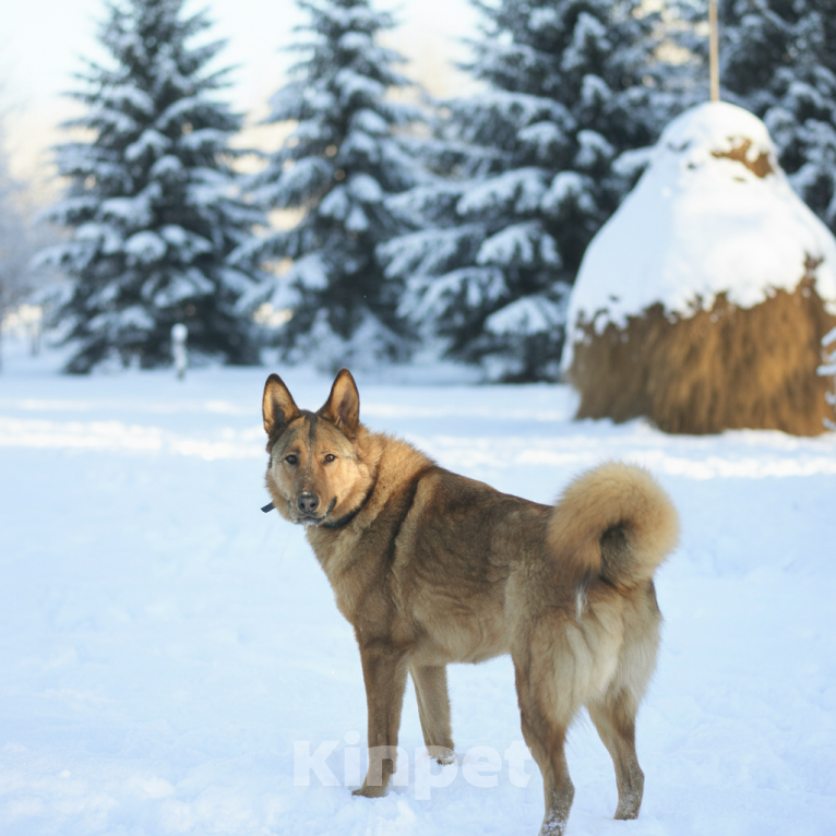 Собаки в Москве: Тимон ищет семью Мальчик, Бесплатно - фото 5