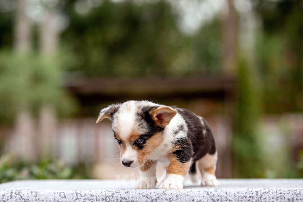 Собаки в Москве: Щенок корги Мальчик, Бесплатно - фото 7