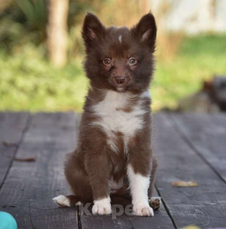 Собаки в Москве: Ненецкая оленегонная лайка, сука Ежевичка. Девочка, 80 000 руб. - фото 3
