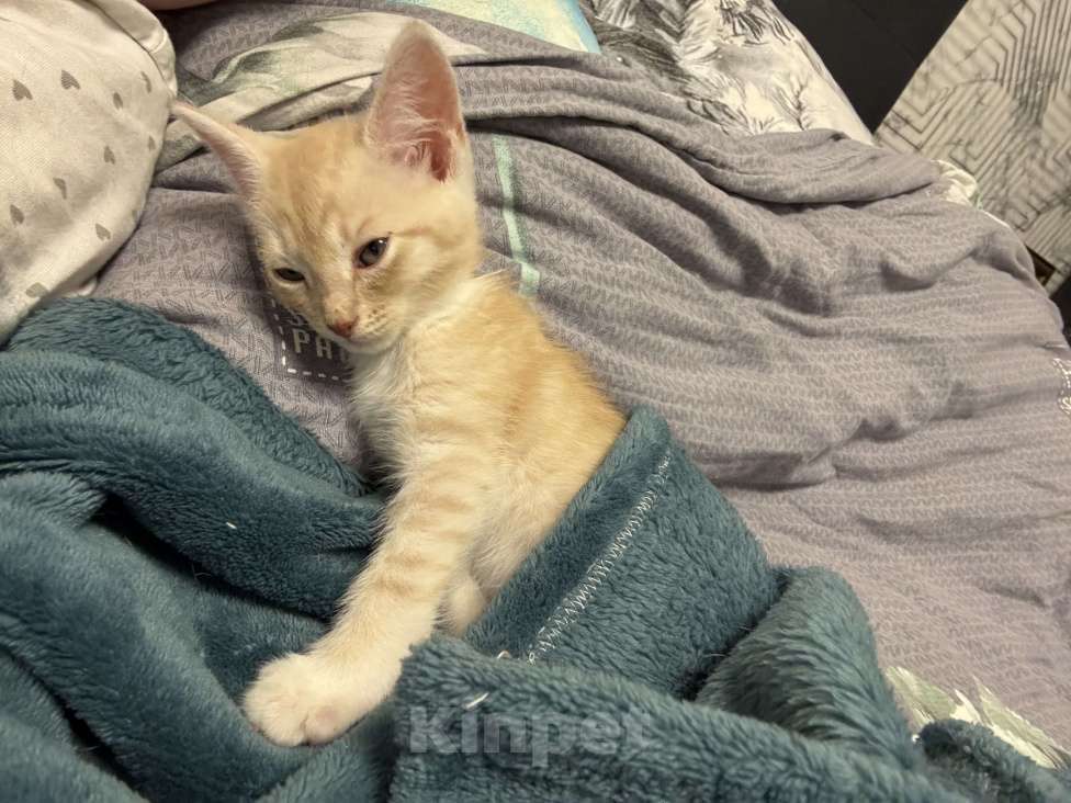 Кошки в Омске: Продам мейн-куна мальчика Мальчик, 2 000 руб. - фото 2