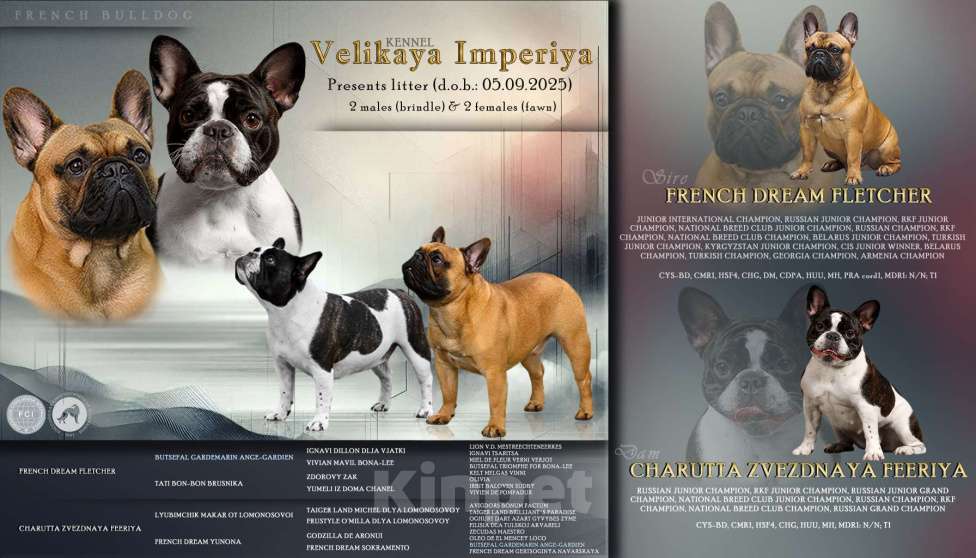 Собаки в Химках: Щенки французского бульдог РКФ Мальчик, Бесплатно - фото 6