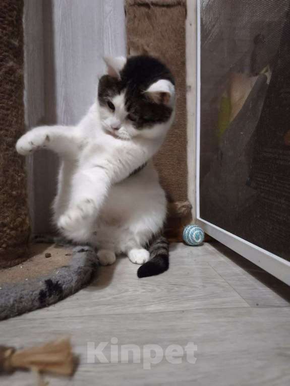 Кошки в Москве: Кошка Луша в добрые руки Девочка, Бесплатно - фото 5