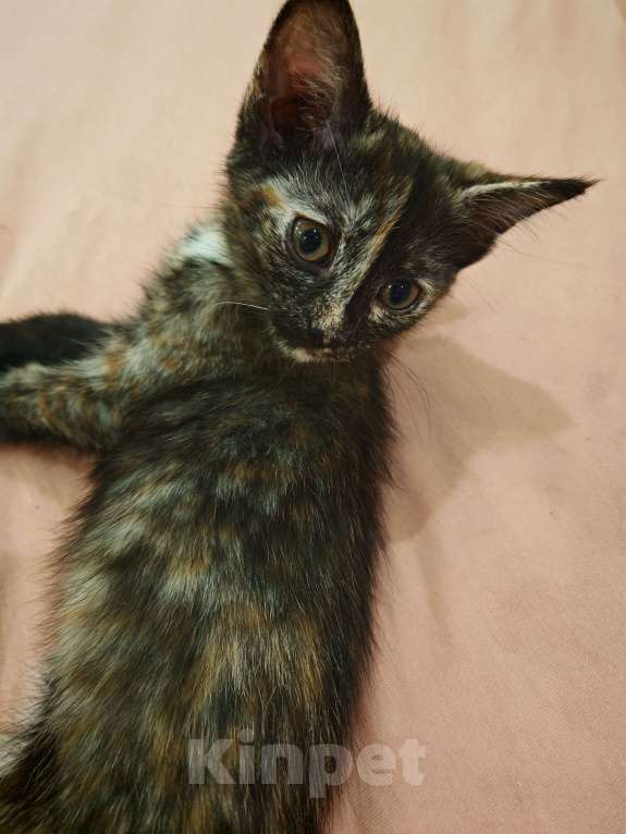 Кошки в Уфе: Бузинная палочка Девочка, Бесплатно - фото 6